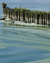 Achterwasser- Usedom